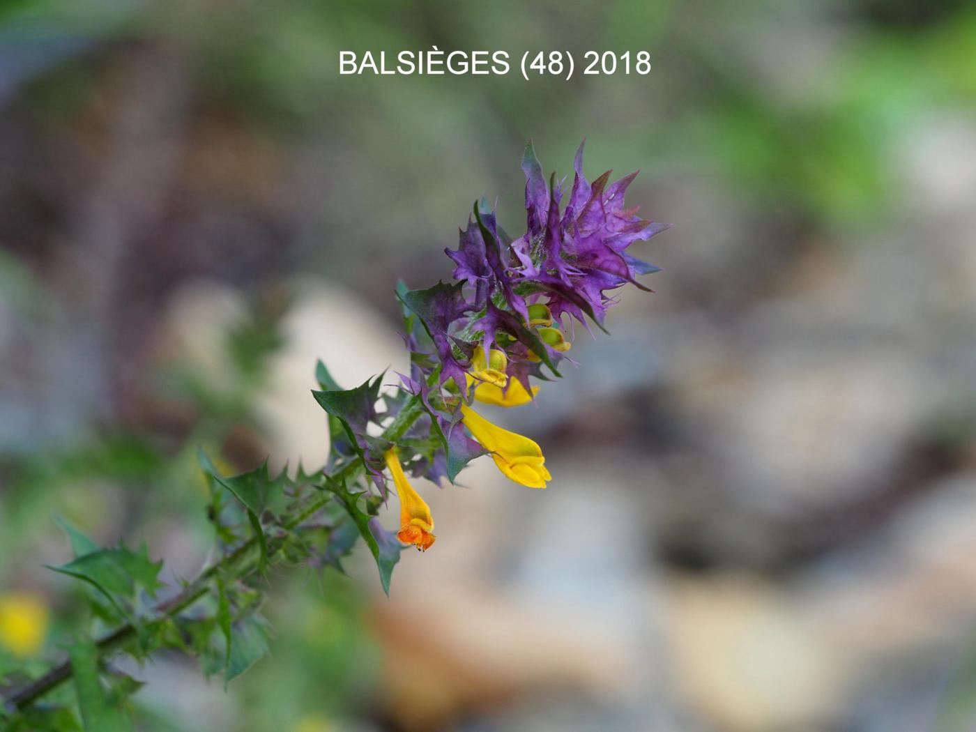 Cow-wheat, Mountain woods flower